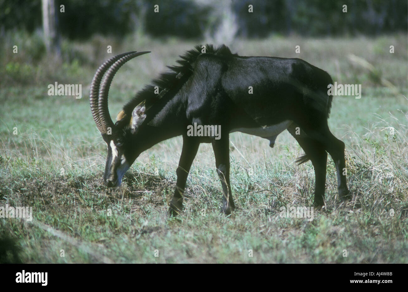 Hippotrague noir mâle Shimba Hills National Reserve Kenya Afrique de l'Est Banque D'Images