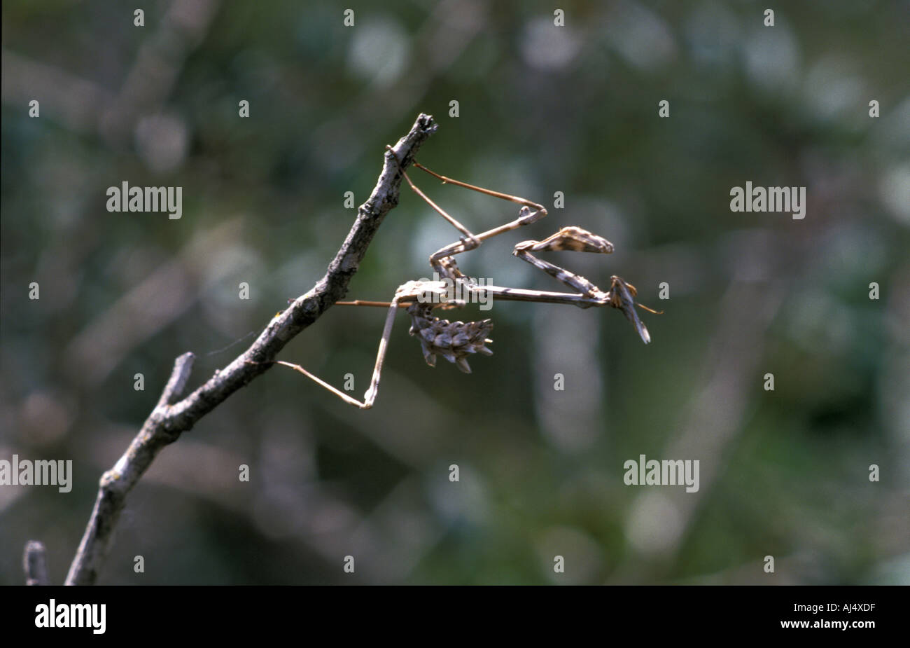 Prier Mante Sphodromantis viridis Chypre Banque D'Images
