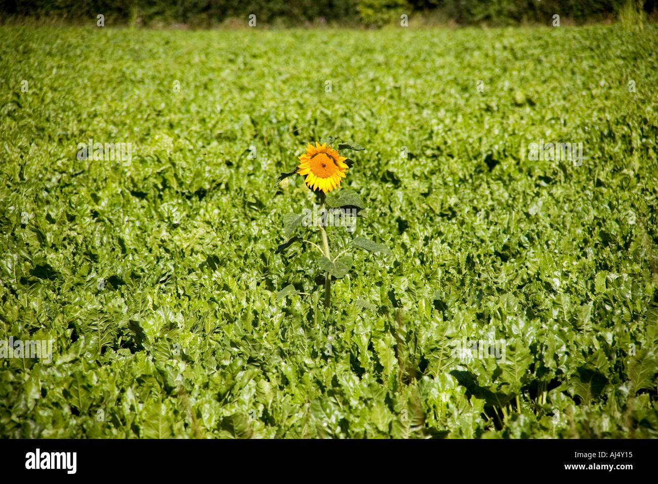 Sun flower growing in field de betteraves à sucre Banque D'Images