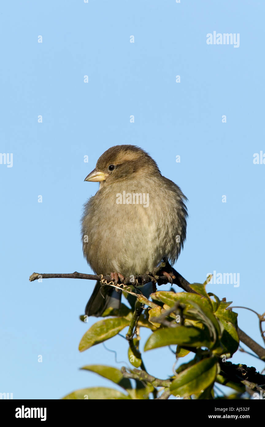 Moineau domestique Passer domesticus femelle perchée sur twig against blue sky background potton Banque D'Images