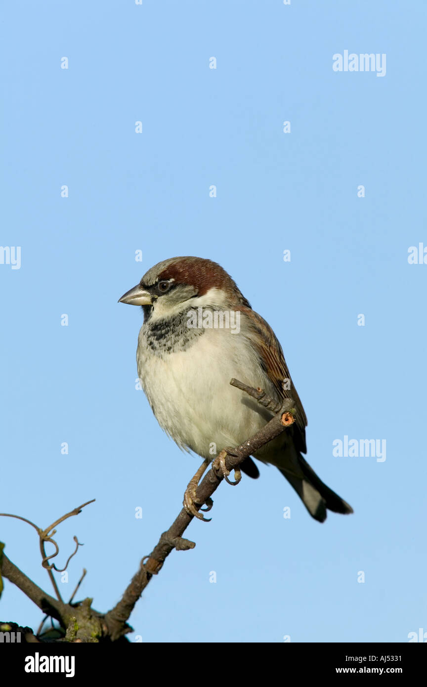 Moineau domestique Passer domesticus mâle perché sur twig against blue sky background potton Bedfordshire Banque D'Images