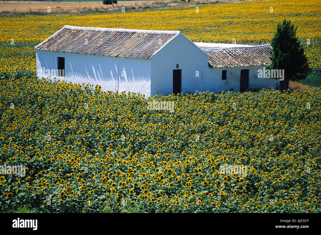 L'Espagnol ancien Ferme entourée de champs de tournesols ferme avec toit en terre cuite blanche Banque D'Images