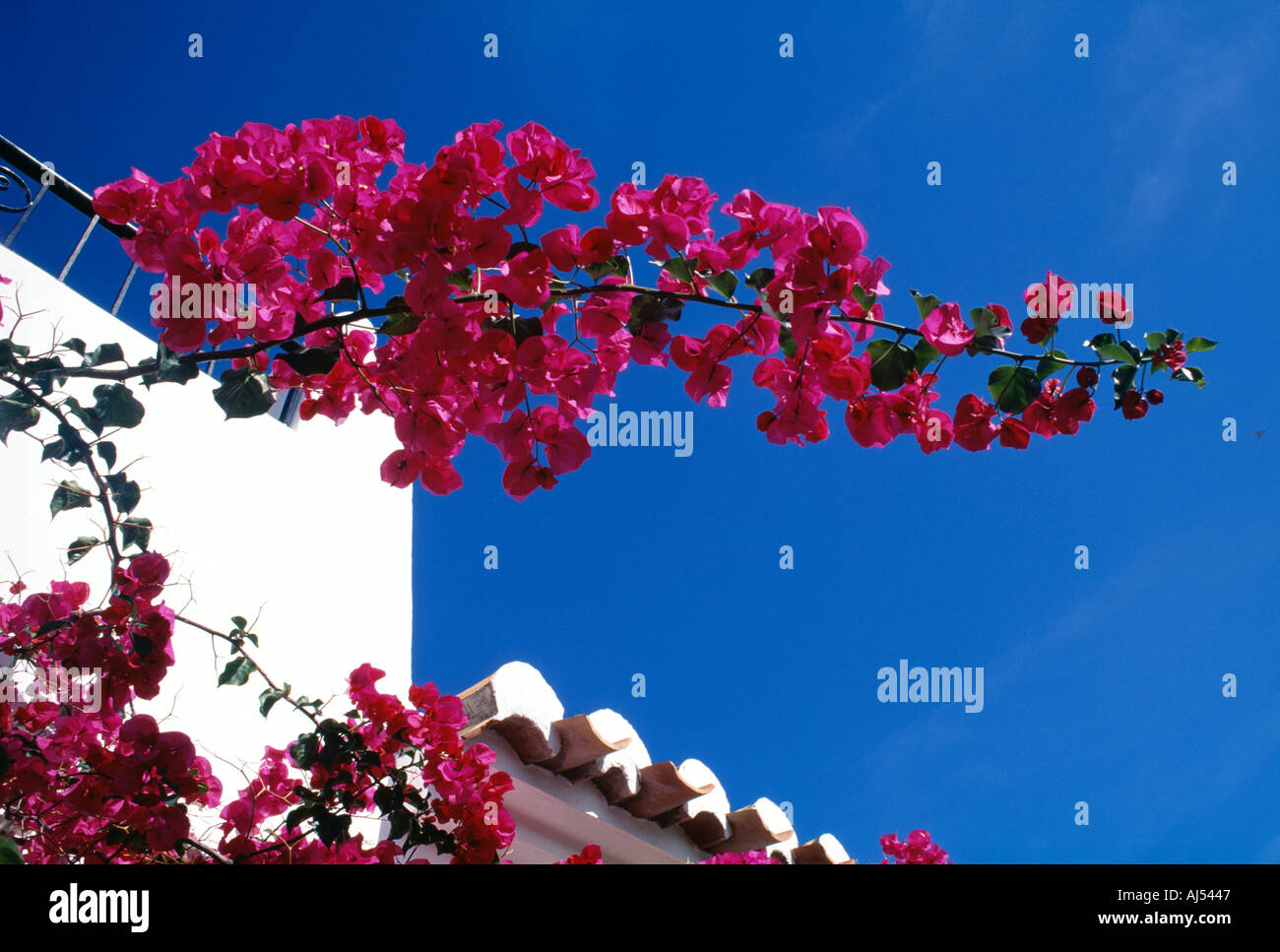 Bougainvillea ciel bleu blanc sur le toit en terre cuite maison espagnole Banque D'Images