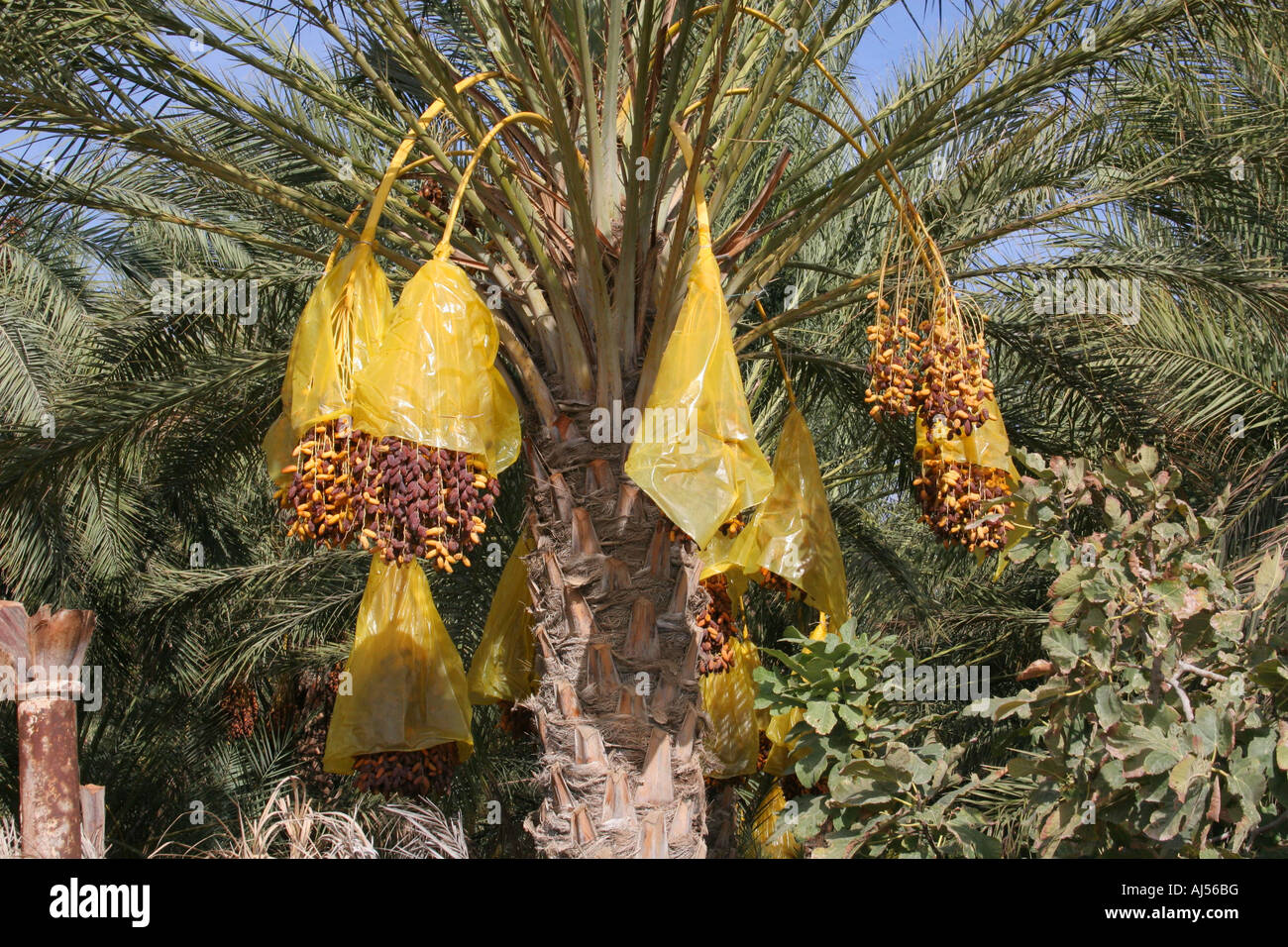 Dates de maturation couverts en plastique jaune pour les protéger de la pluie et des insectes à la palmeraie de Tozeur Banque D'Images