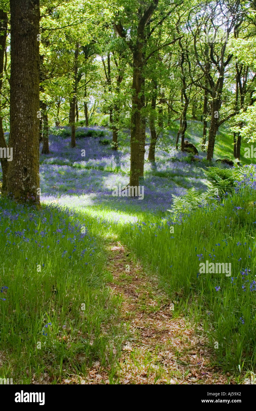 Près de Woodland Aberfoyle moquette avec des jacinthes sauvages au début de juin Banque D'Images