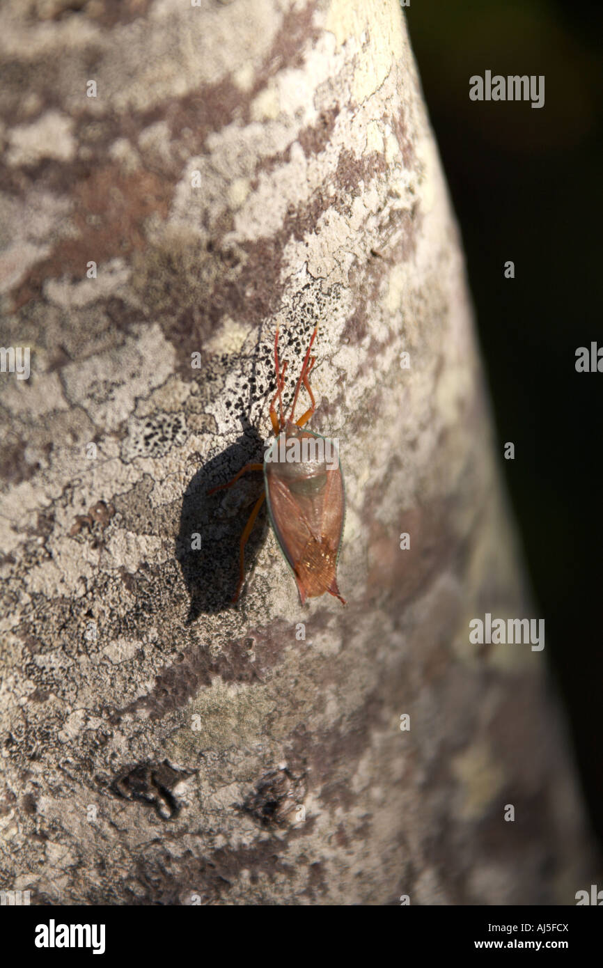 Bug sur l'arbre en Byron Bay NSW Australie Nouvelle Galles du Sud Banque D'Images