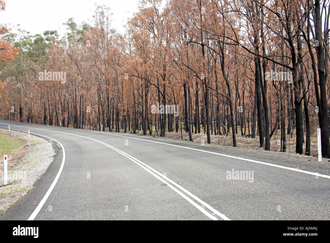 Brûlé ou brûlés eucalyptus des incendies de forêt par la route près de Wilberforce dans les Blue Mountains NSW Australie Nouvelle Galles du Sud Banque D'Images