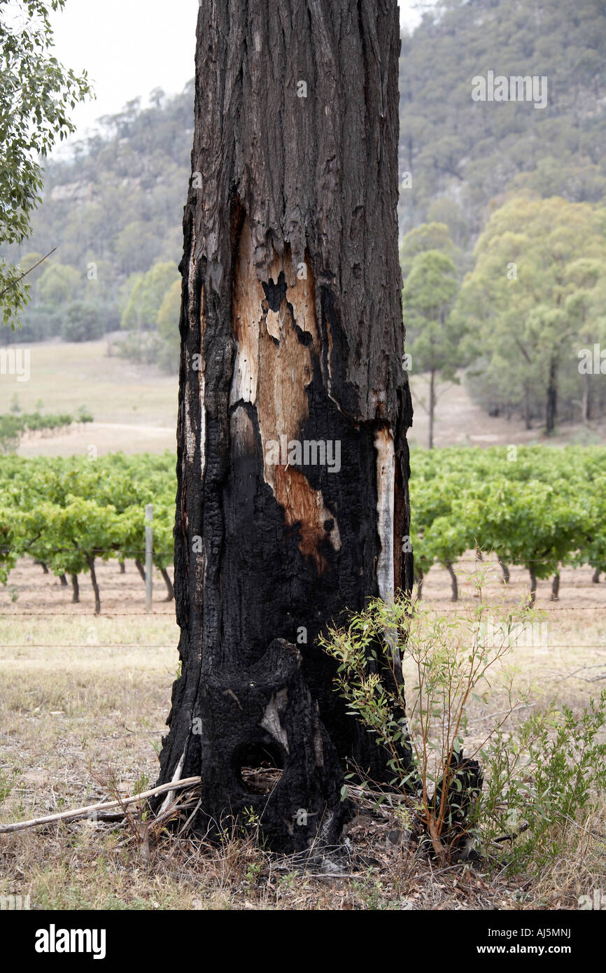 Tronc noir de l'holocauste ou brûlés dans les vignobles près de Fordwich stree dans Hunter Valley zone viticole de la Nouvelle Galles du Sud , Austr Banque D'Images