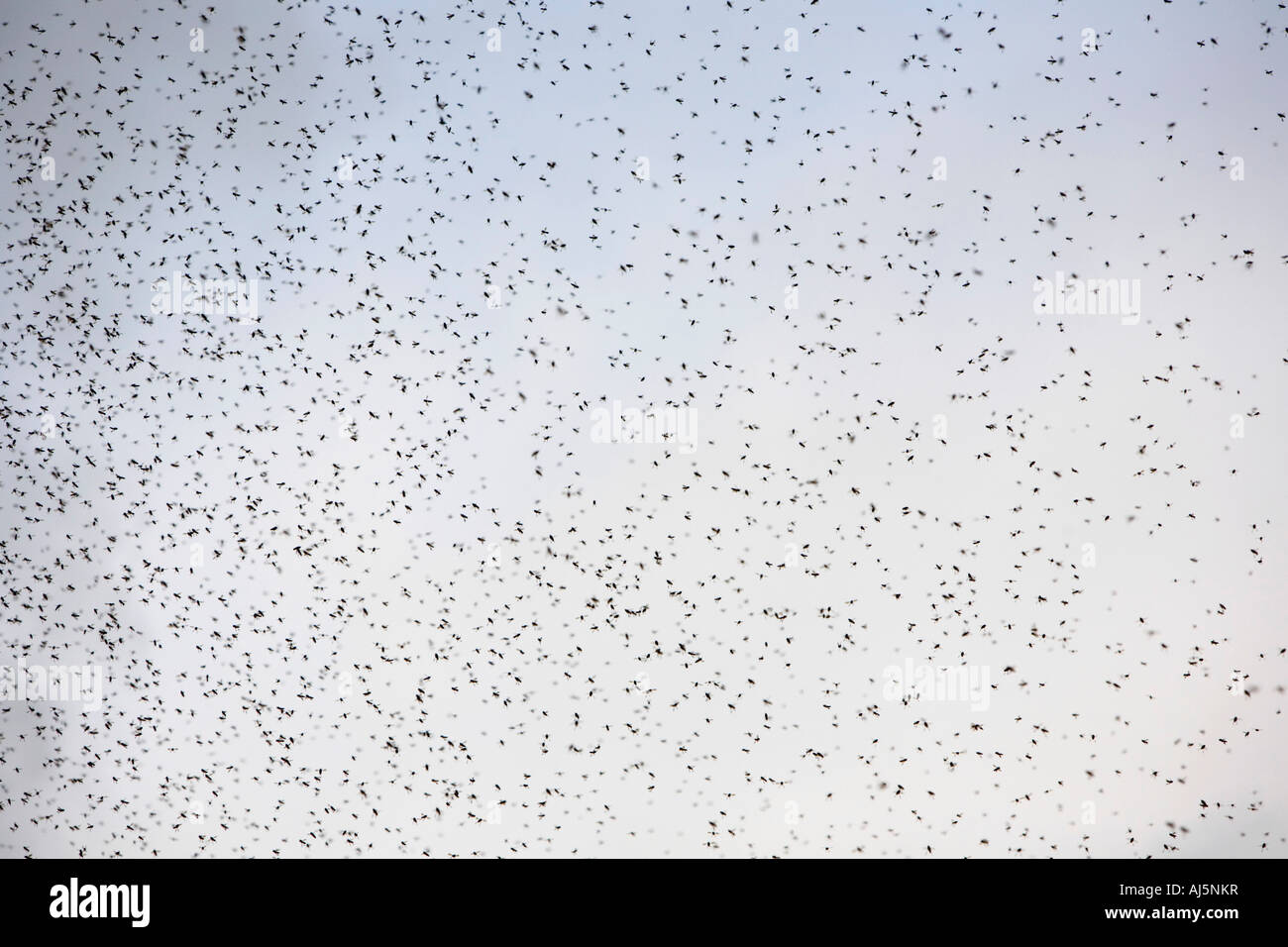 Nuées d'abeilles indiennes. L'Inde Banque D'Images