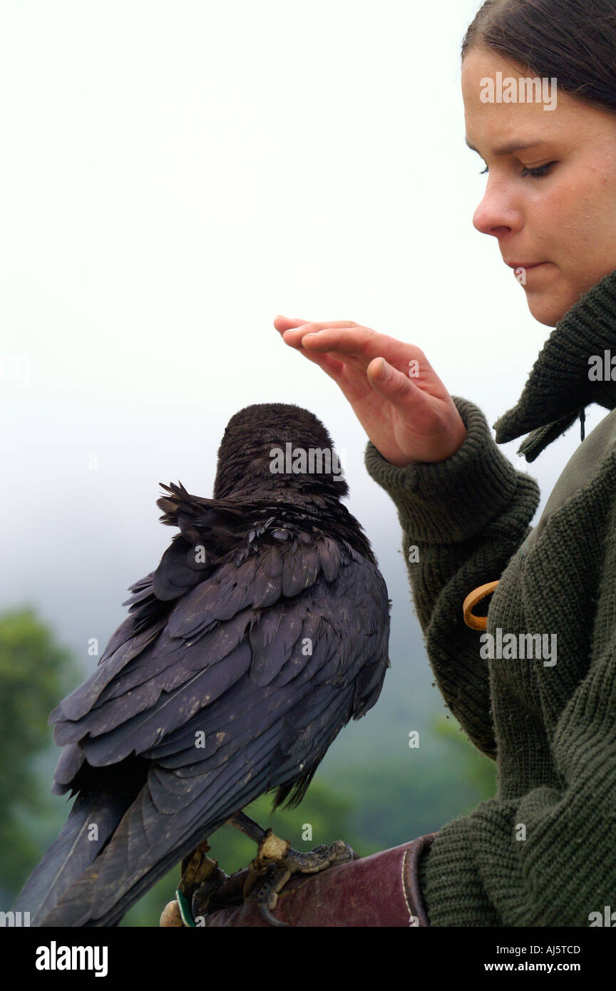 Corbeau domestique Banque de photographies et d’images à haute résolution Alamy