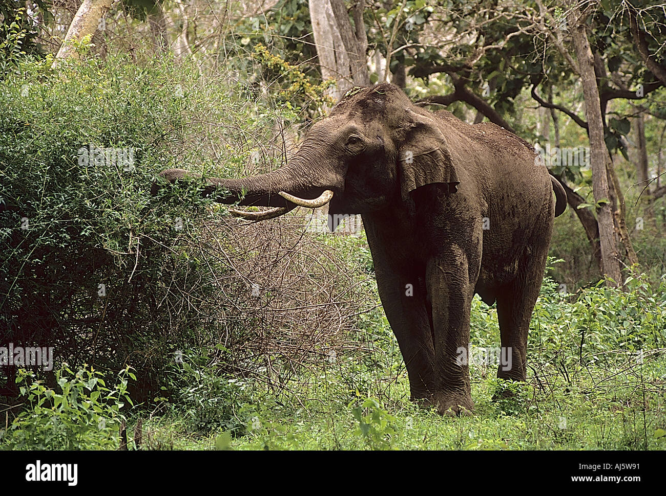 Un SCN71870 Elephant Tusker manger Bandipur Wildlife Sanctuary Karnataka Inde Banque D'Images