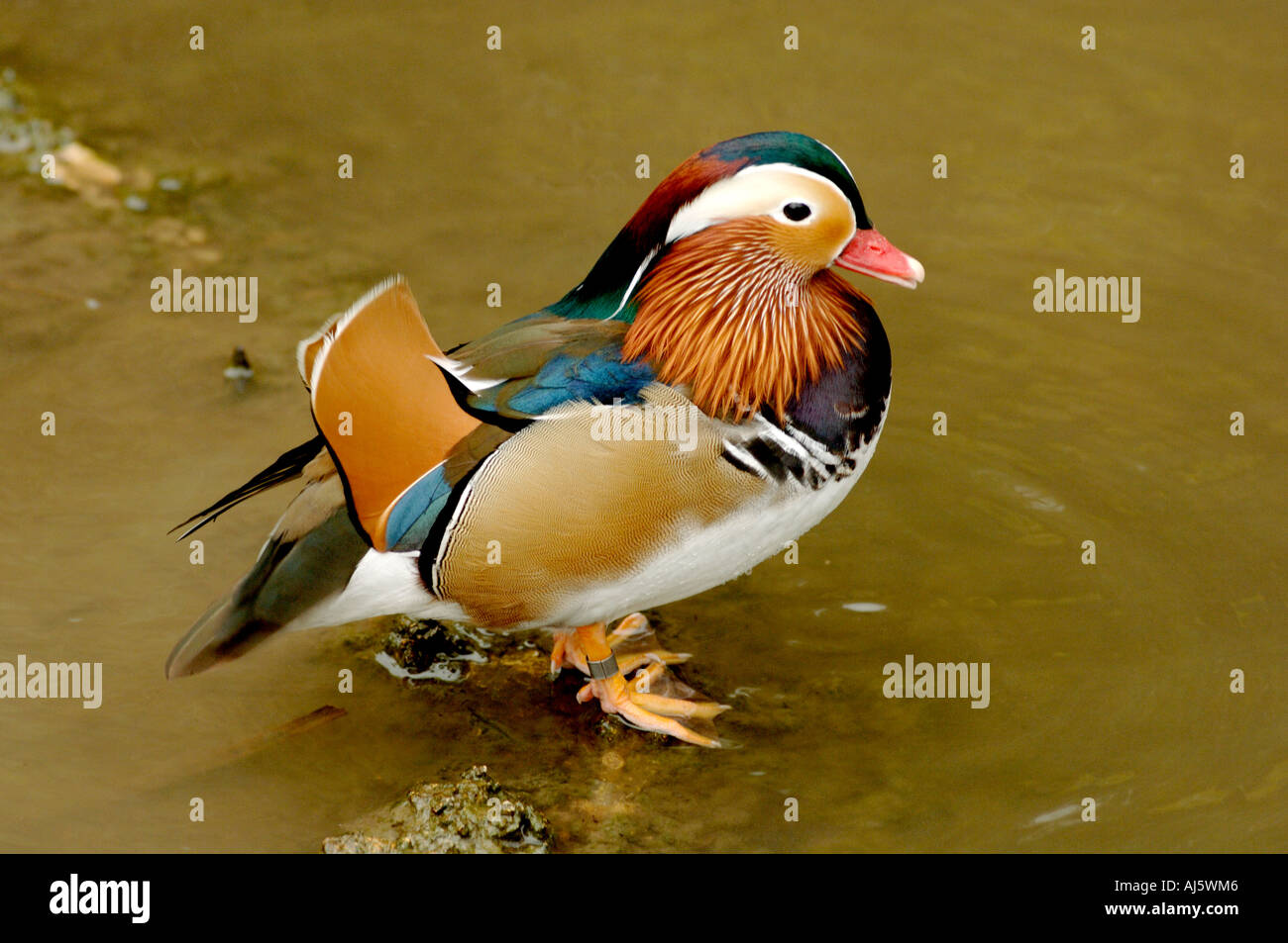Canard mandarin mâle debout Banque D'Images