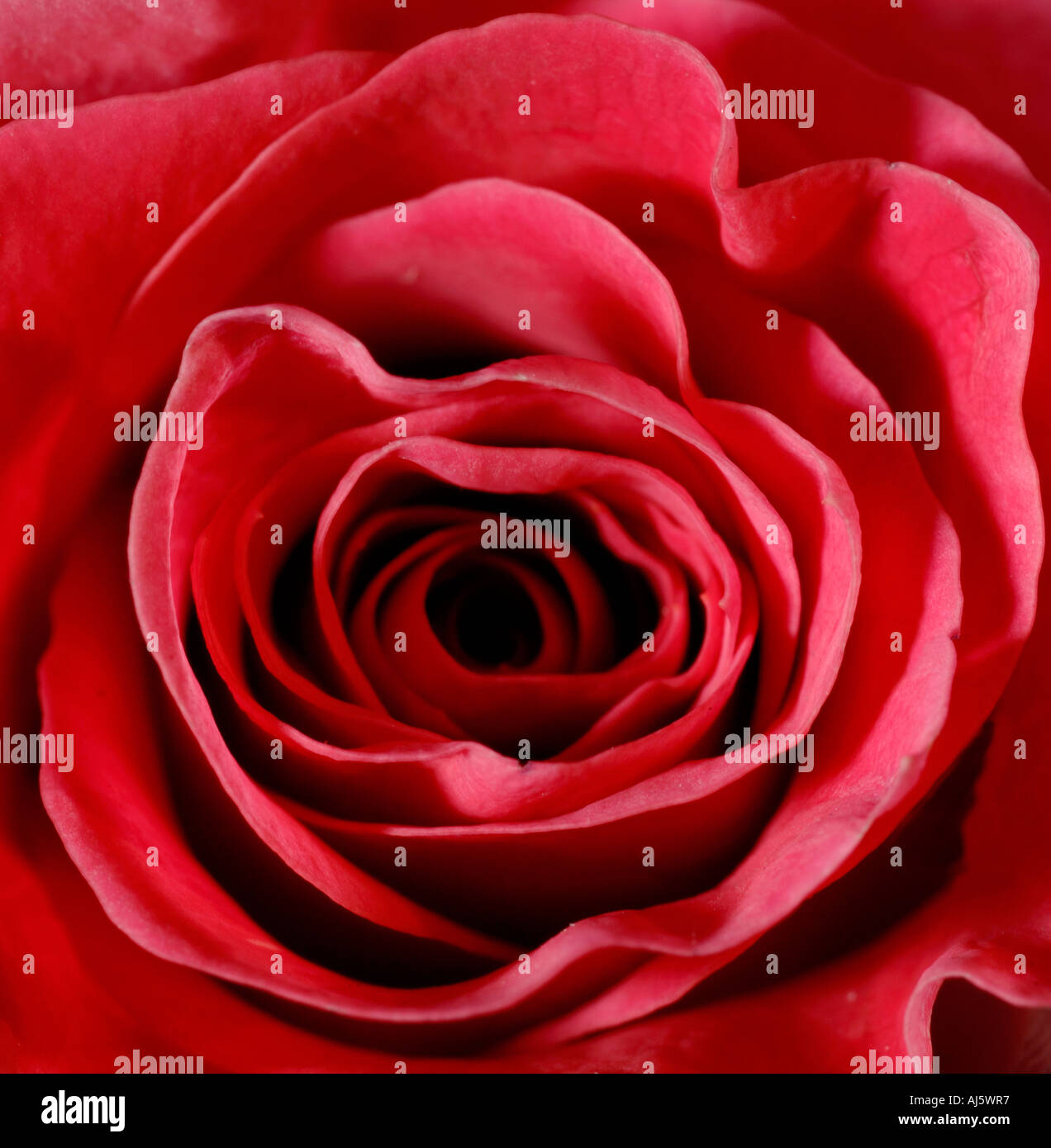 Rose rouge en détail Banque D'Images