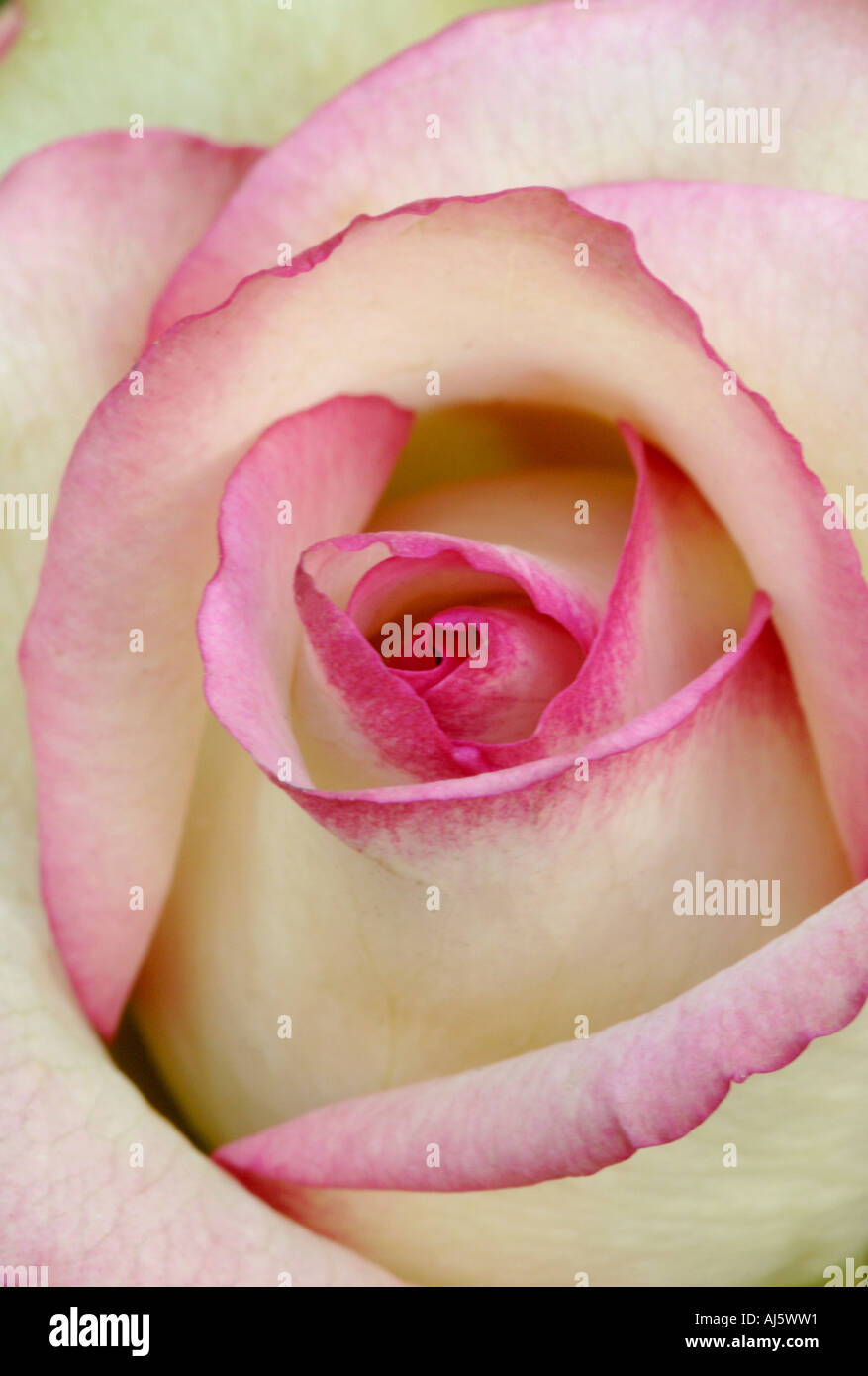 Grumes de rose pétales de rose Banque D'Images