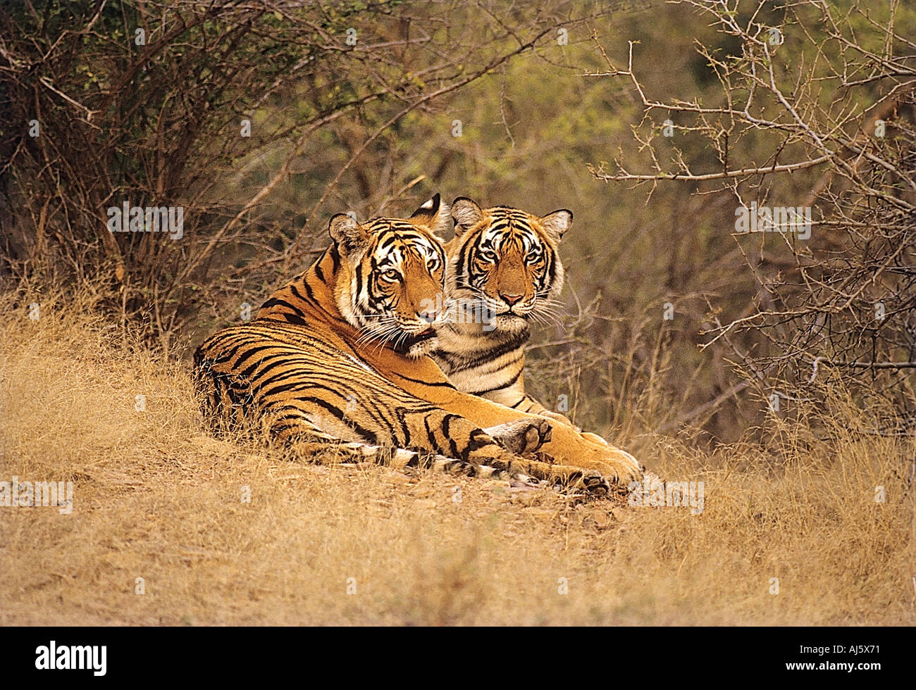 Deux tigres71848 SNA Bandhavgarh Parc National d'alerte le Madhya Pradesh Inde Banque D'Images