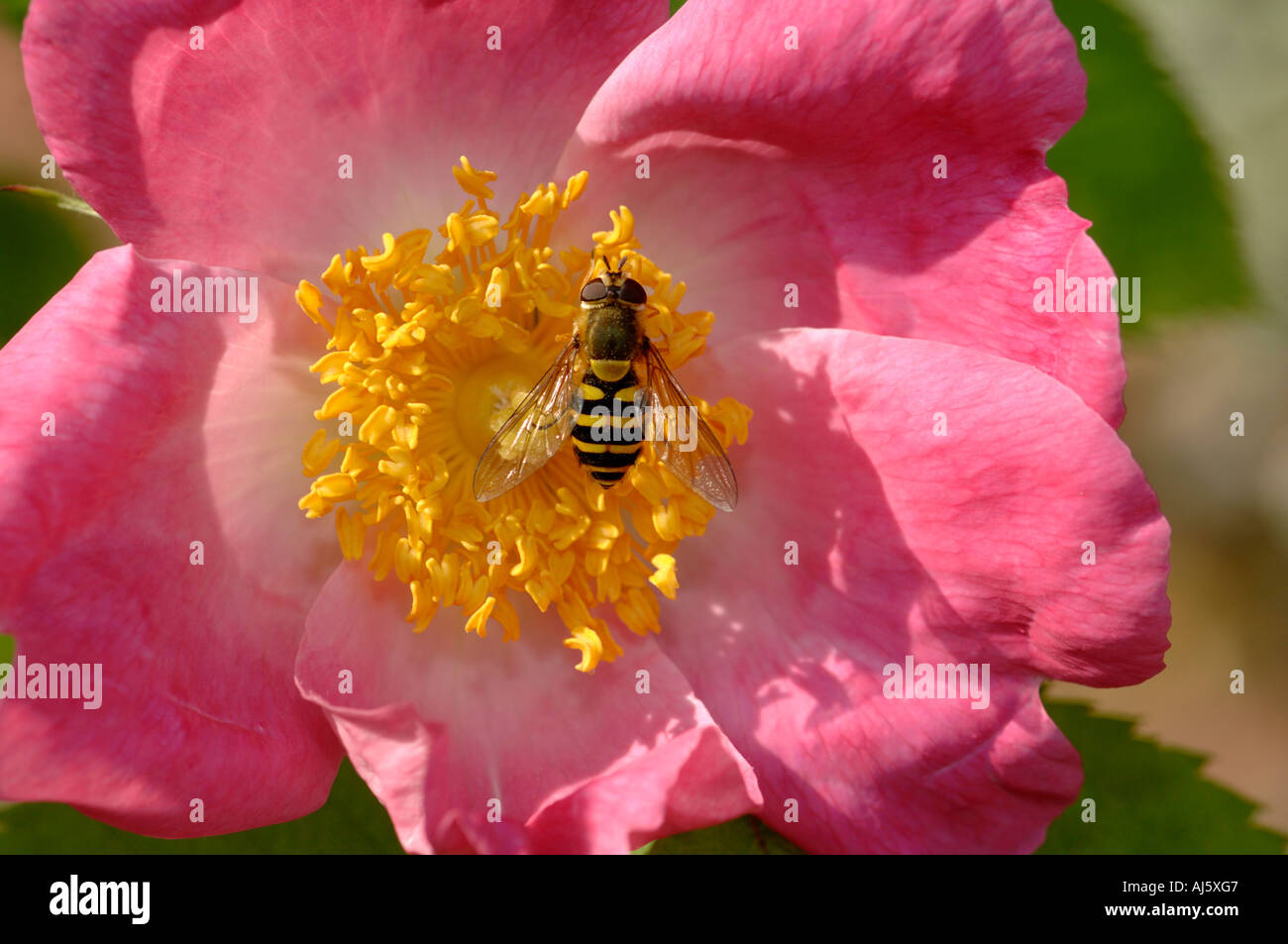 Hoverfly se nourrissant de rose rose taepung Banque D'Images