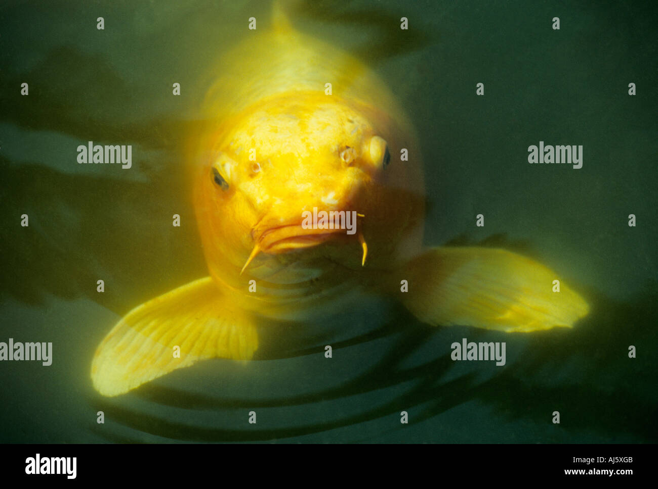 Poisson d’eau douce avec barbillons Banque de photographies et d’images — free download