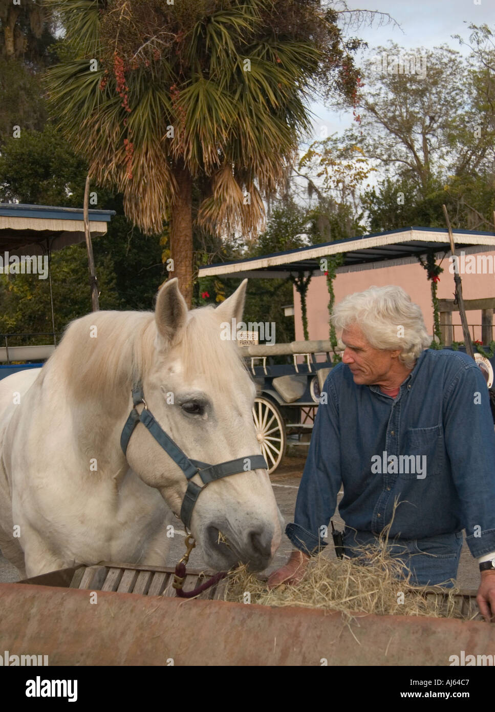 Cheval de calèche blanche et chauffeur prêt pour une visite de la ville historique à Beaufort, Caroline du Sud, États-Unis. Banque D'Images