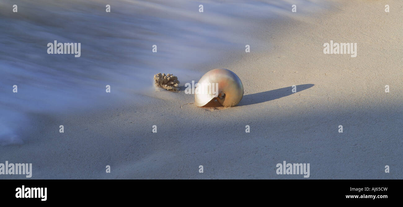 Nautilus shell sur vague balayé sandy shore Banque D'Images