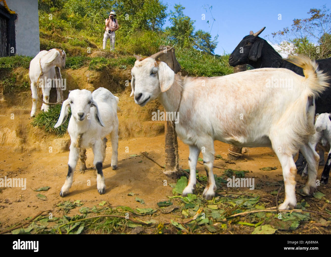 Les chèvres dans la montagne HIMALAYA NAGARKOT route himalayans hills vallée de Katmandou Népal Asie Banque D'Images