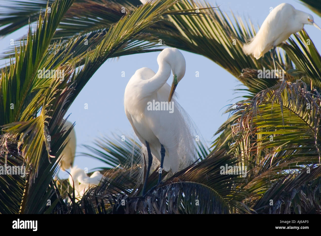 La grande aigrette Ardea alba à Palo Alto Préserver Baylands sur la baie de San Francisco California USA Banque D'Images