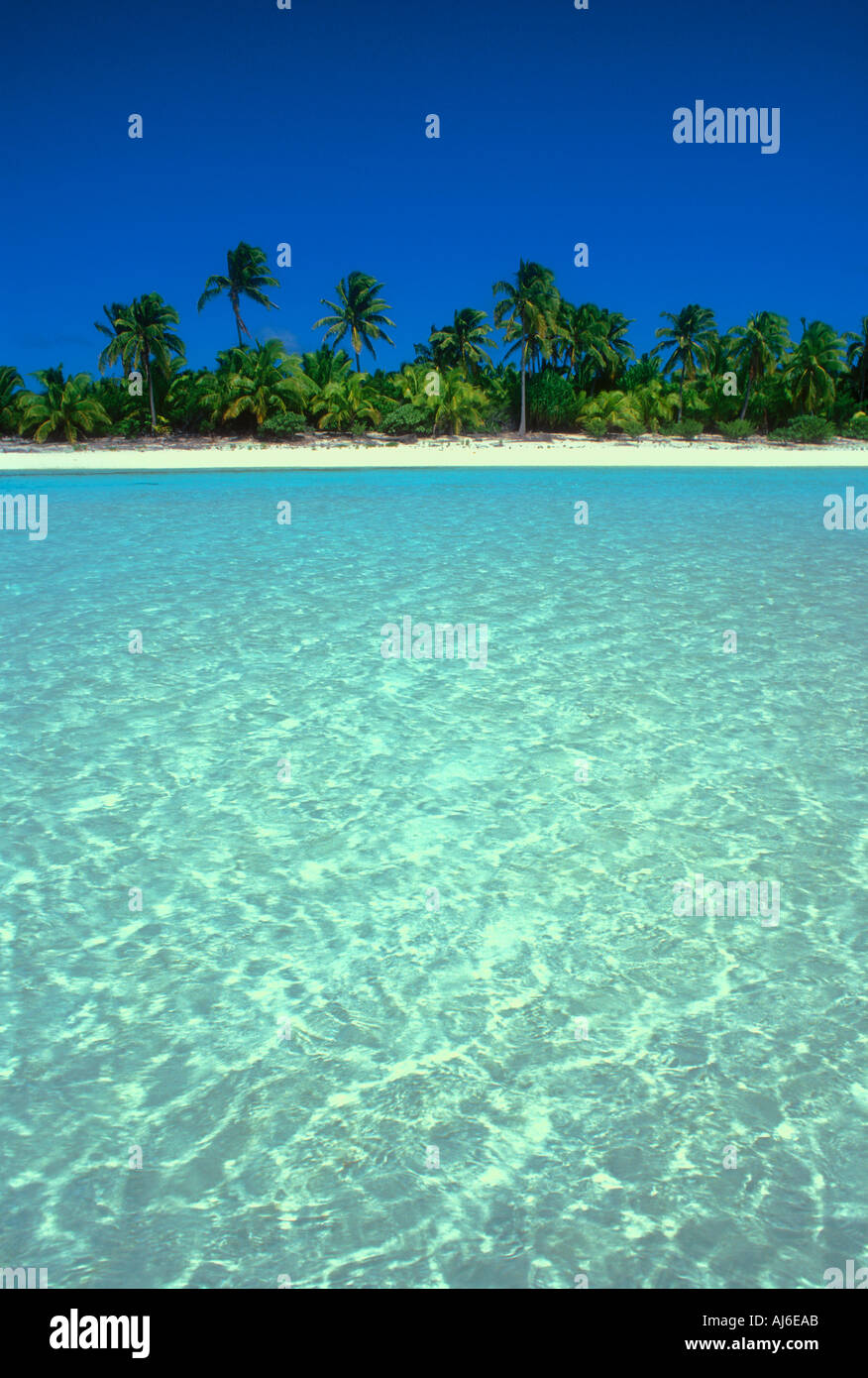 Palmiers le long de la plage tropicale dans les Îles Cook Polynésie Française Océan Pacifique Sud Banque D'Images