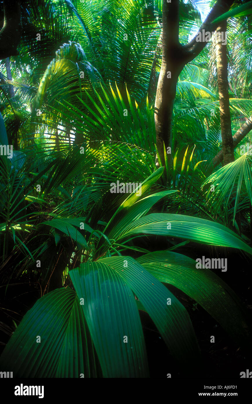 La végétation tropicale dense et au Belize Caraïbes libérées de droit de propriété Banque D'Images