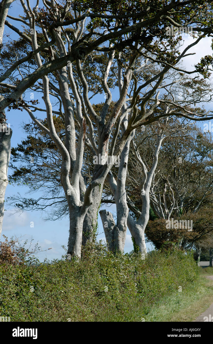 Vieille mature mais les feuilles de hêtres sur la route à l'automne haie Banque D'Images