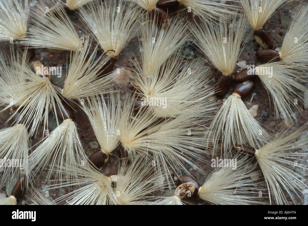 Bienheureuse milkthistle, dame de Pitcher, le chardon-Marie (Silybum marianum), fruits Banque D'Images