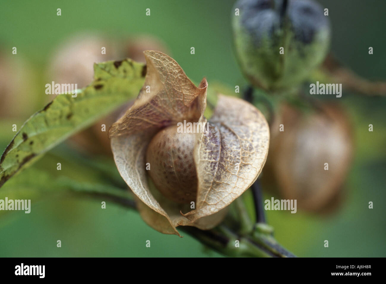 Shoo-fly plant, apple-de-Pérou Nicandra physalodes (fruits), Banque D'Images