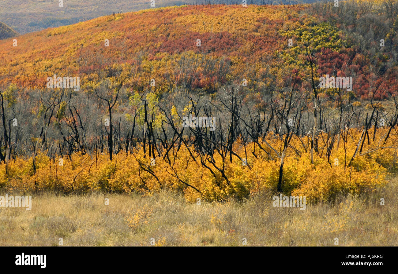 Couleurs d'automne dans les montagnes Wasatch Banque D'Images