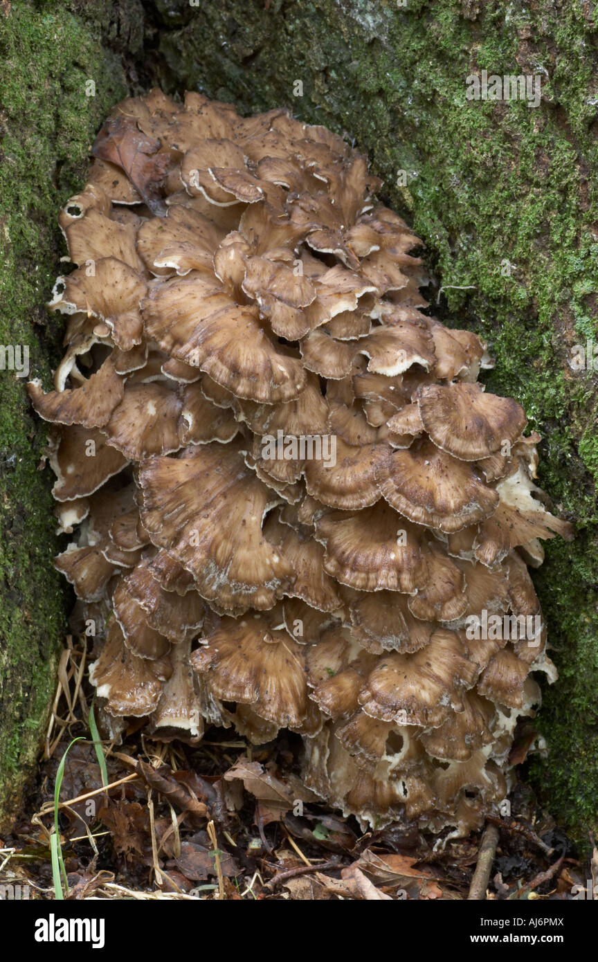 Poule des bois - Grifola frondosa Banque D'Images