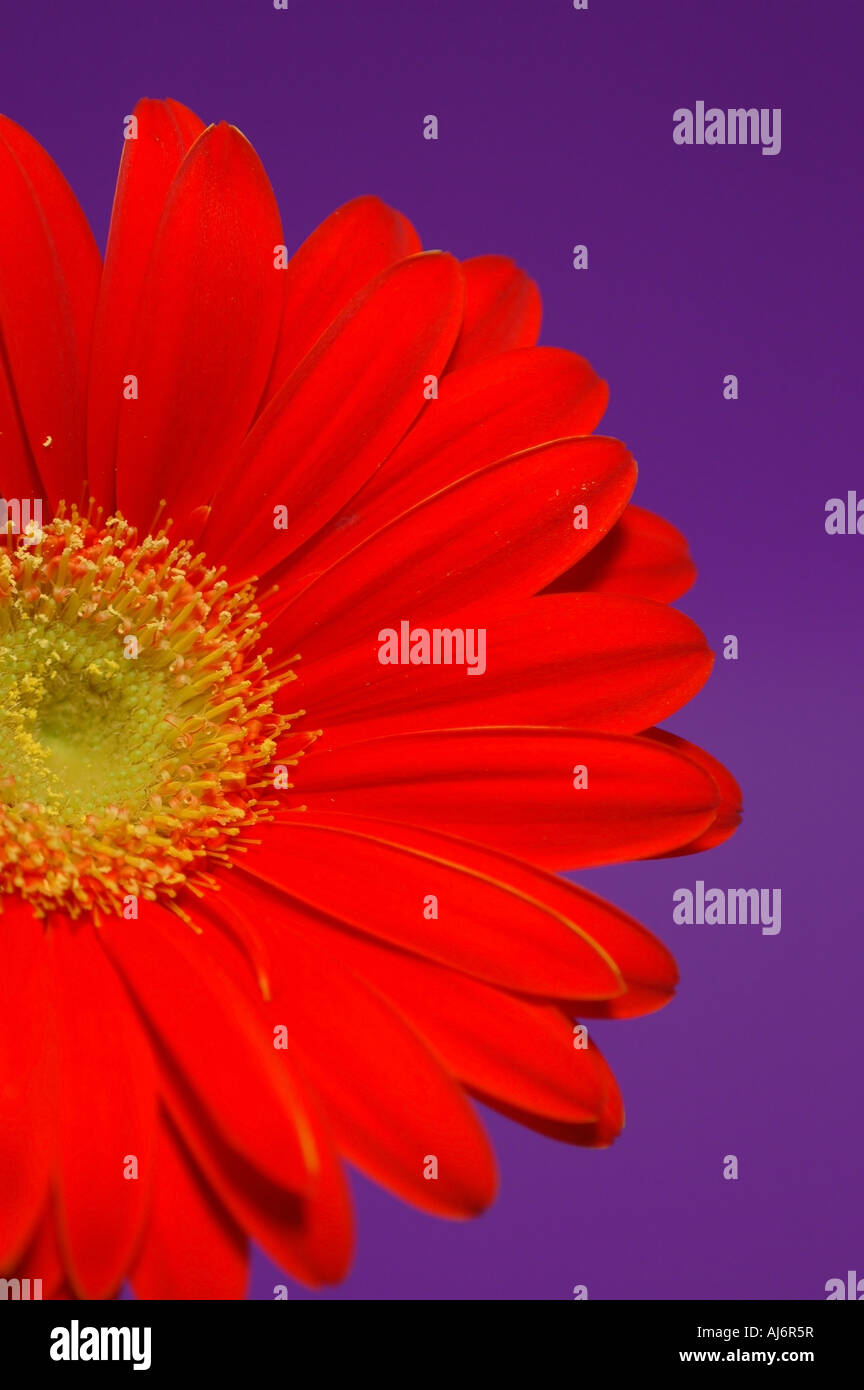 Gerbera rouge sur fond violet. Banque D'Images