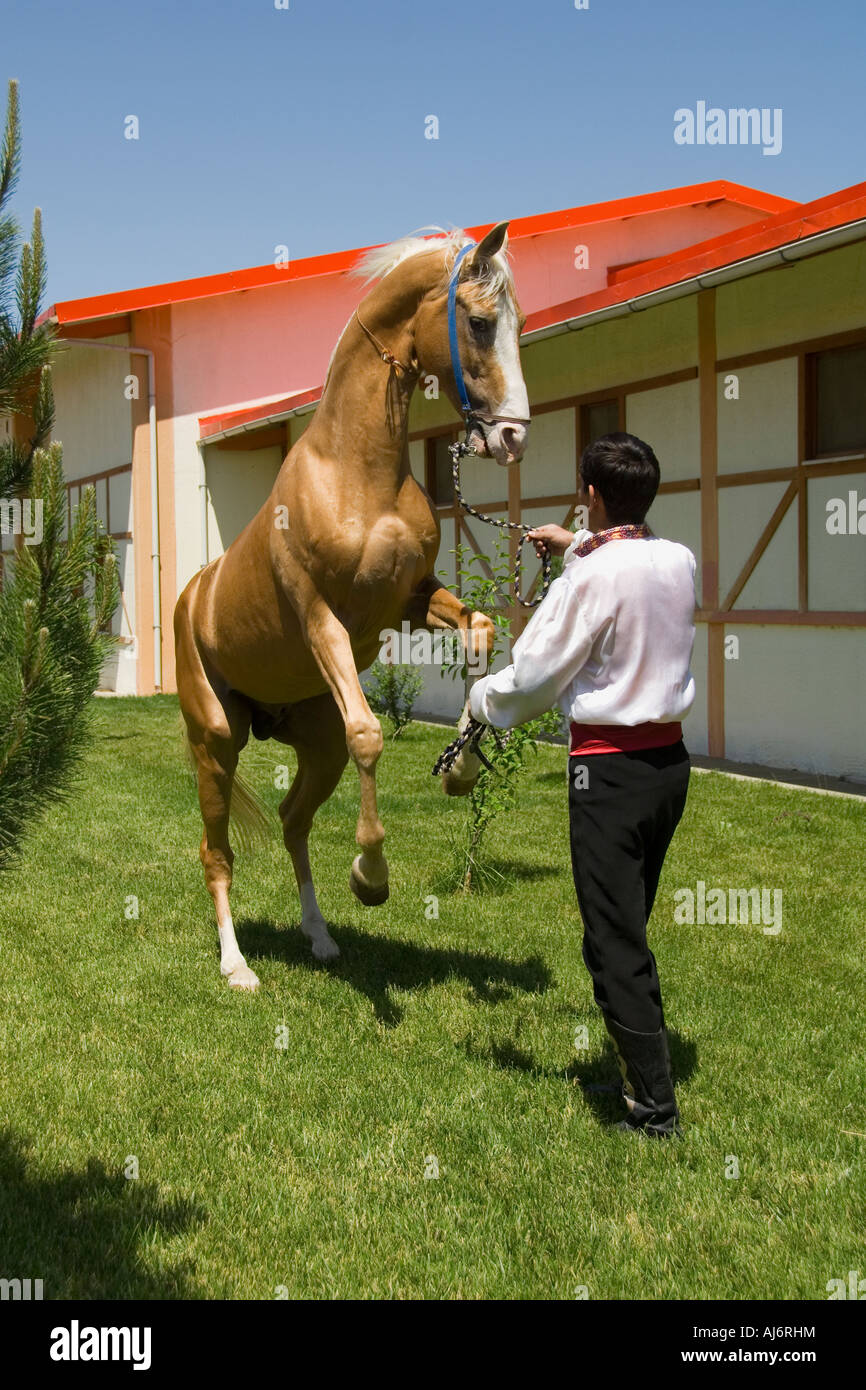 Chevaux Akhal-Teke dans un haras, Ashgabat, Turkménistan Banque D'Images