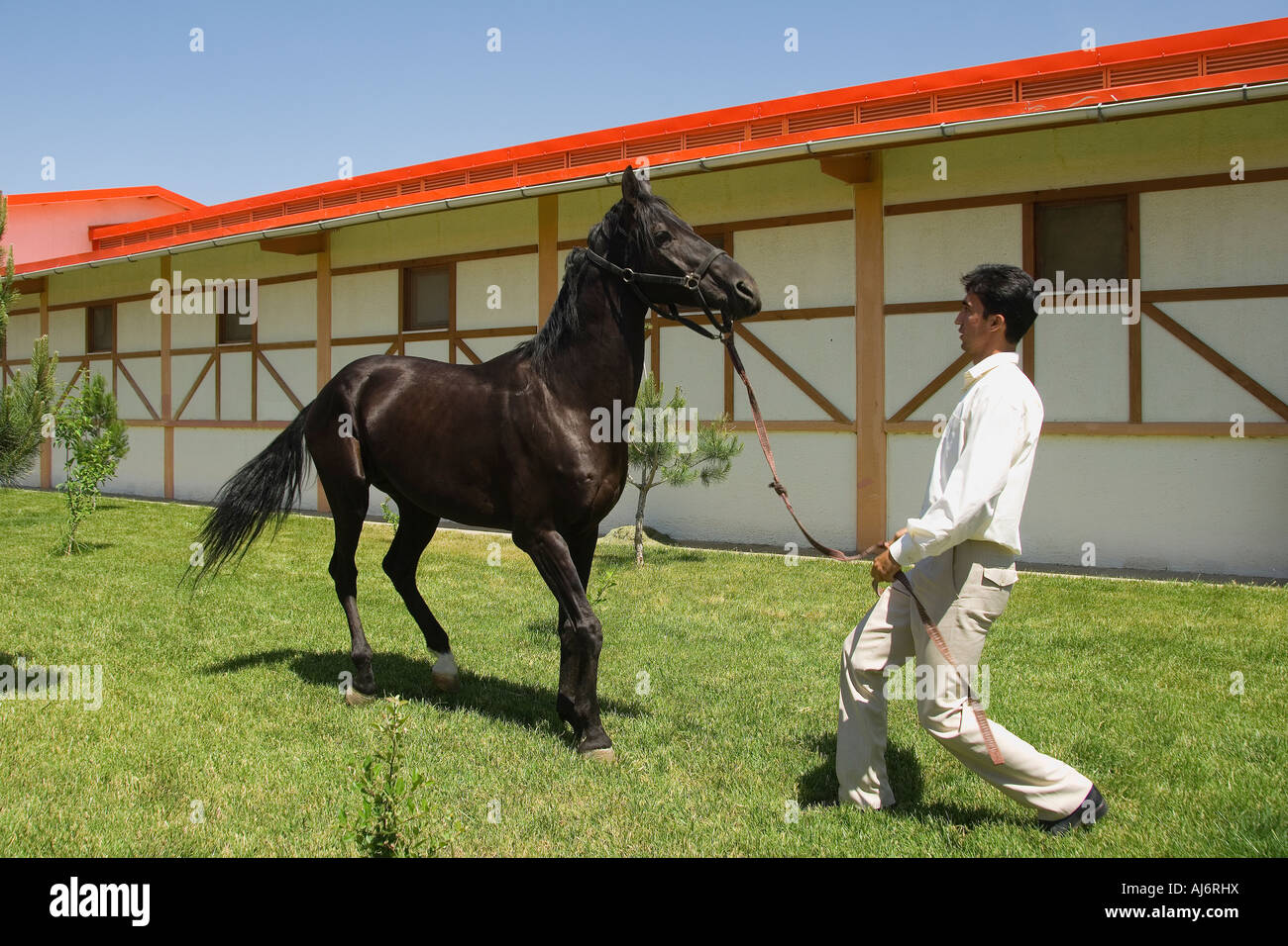 Chevaux Akhal-Teke dans un haras, Ashgabat, Turkménistan Banque D'Images