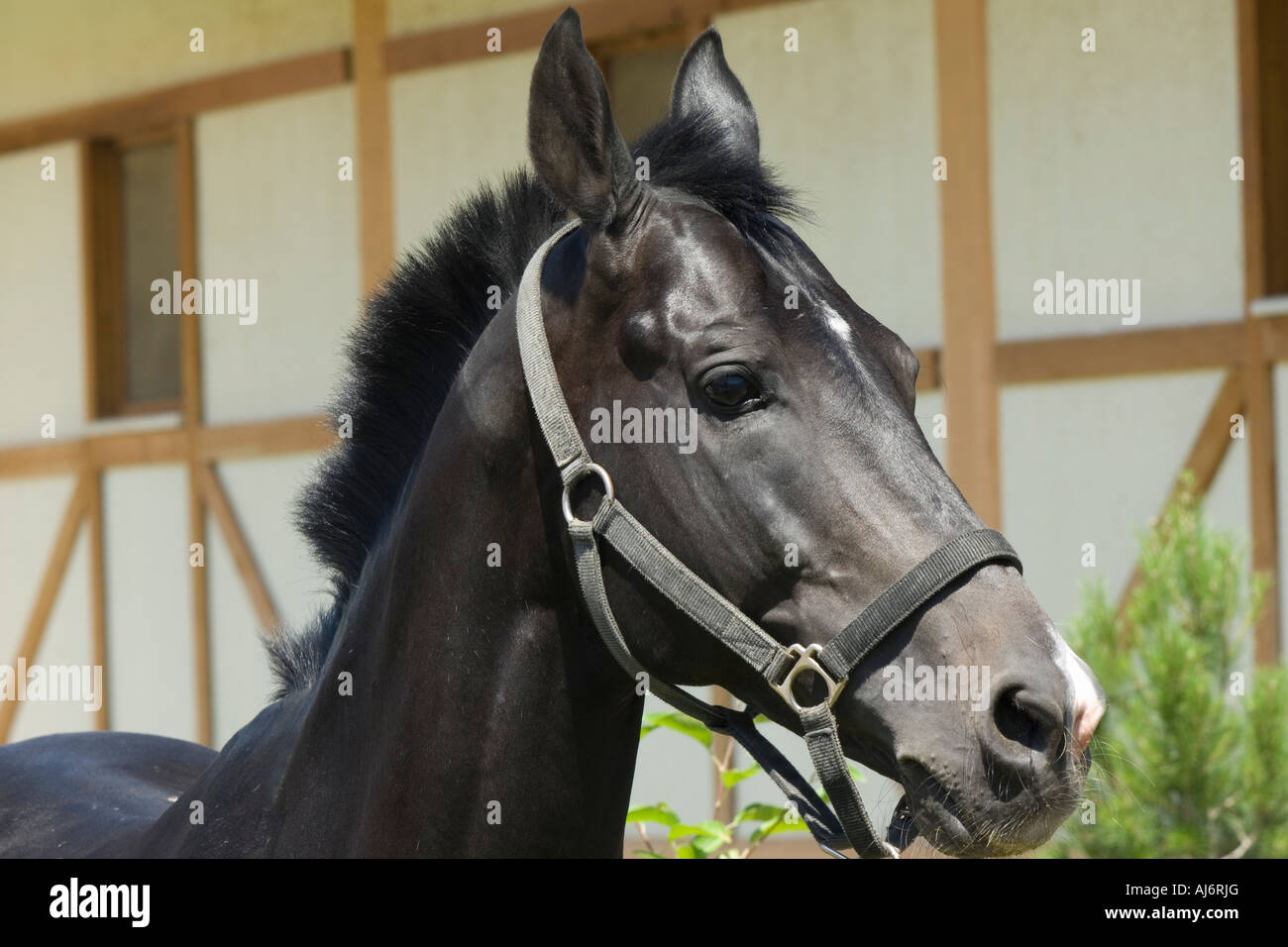 Chevaux Akhal-Teke dans un haras, Ashgabat, Turkménistan Banque D'Images