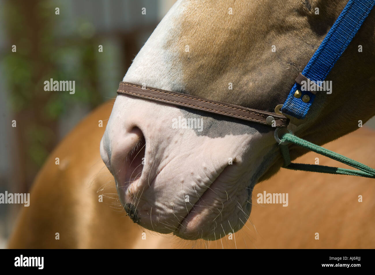 Chevaux Akhal-Teke dans un haras, Ashgabat, Turkménistan Banque D'Images