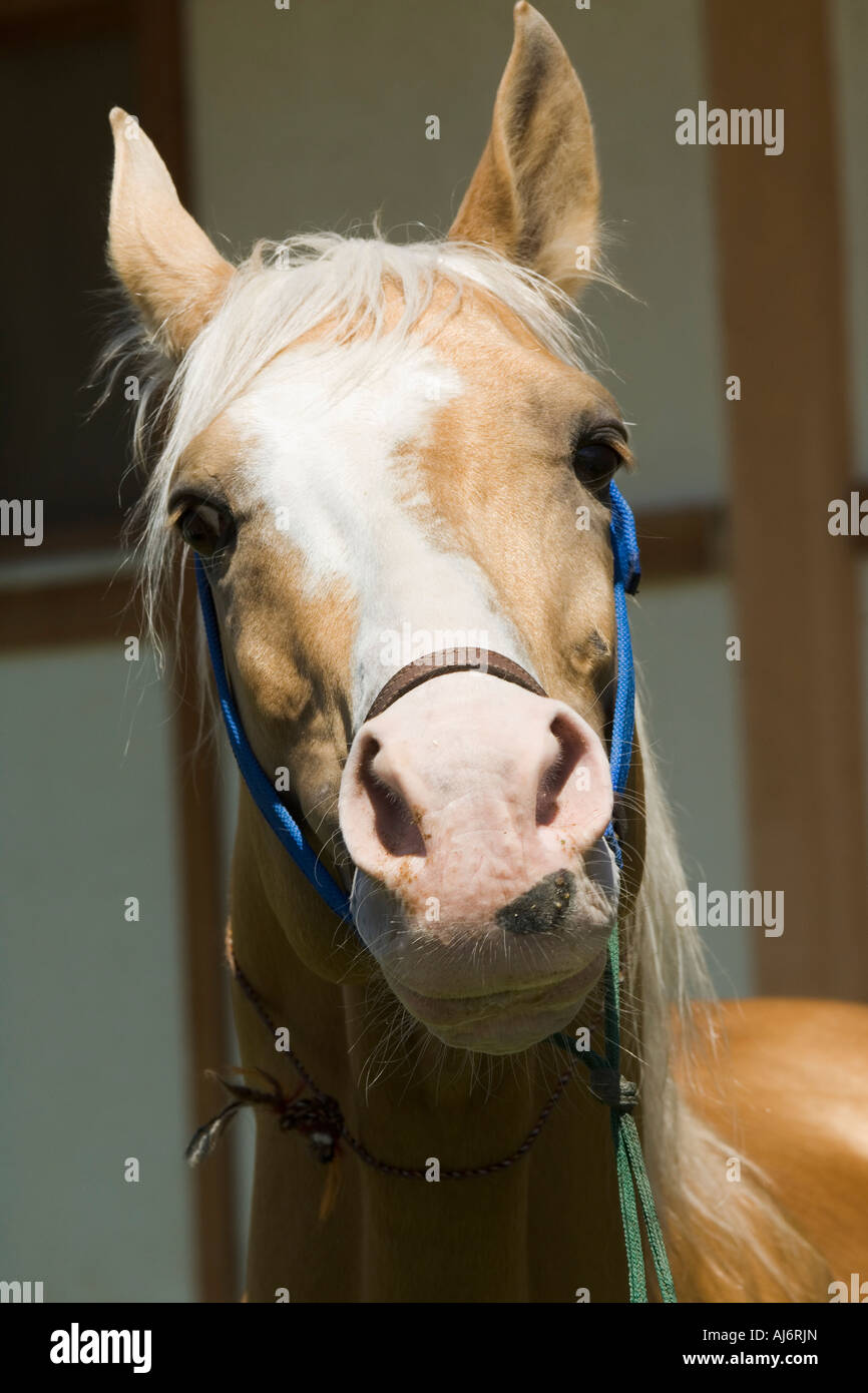 Chevaux Akhal-Teke dans un haras, Ashgabat, Turkménistan Banque D'Images