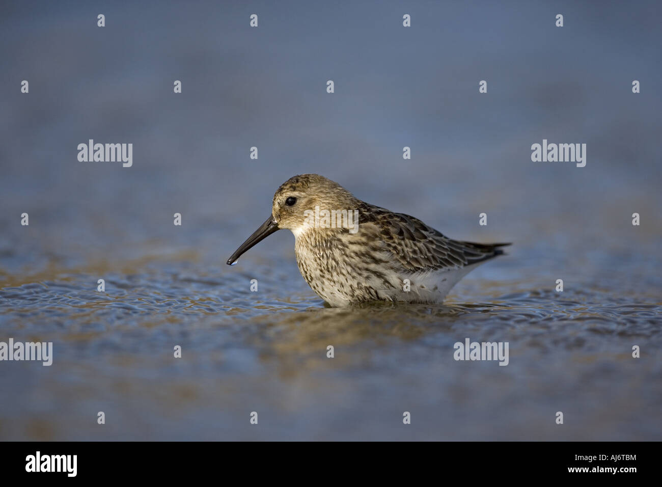 Le bécasseau variable Calidris alpina sur plage de galets en hiver Banque D'Images