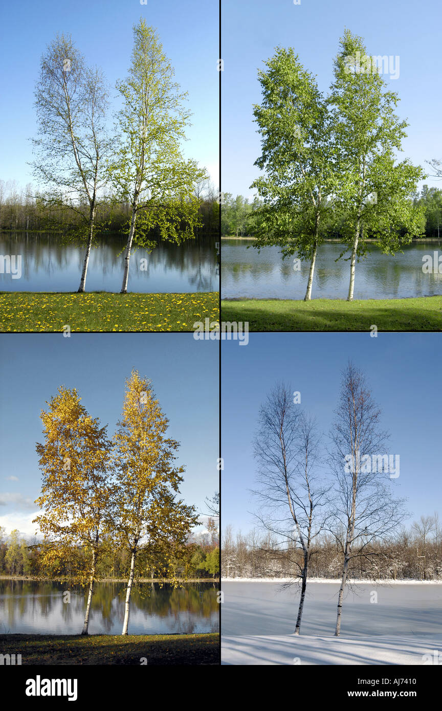 Images 4 Saisons - recherche DENNIS MACDONALD 4 saisons pour une plus grande sélection des images individuelles illustré ici Banque D'Images