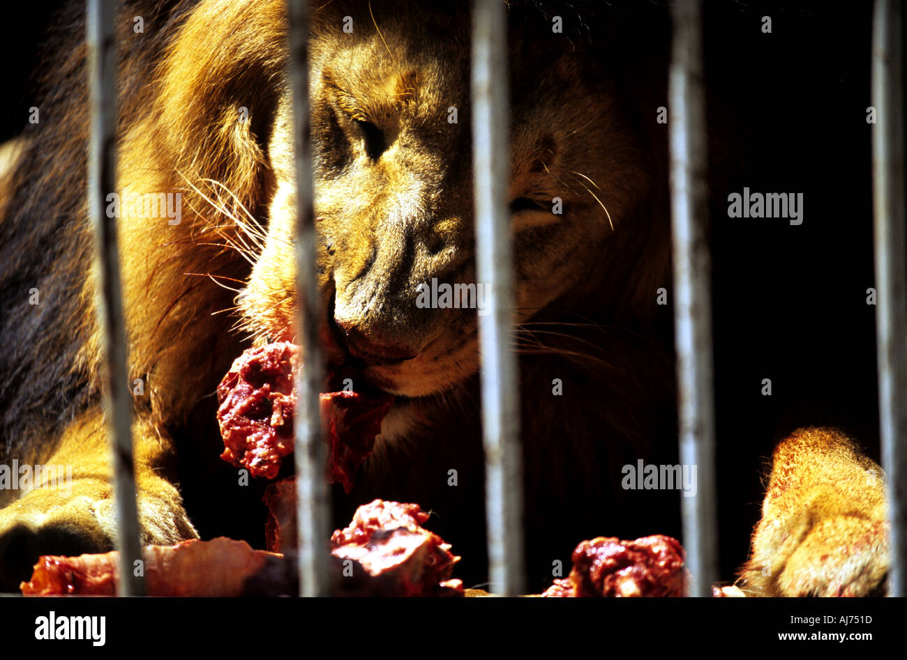 Les lions d'Abyssinie qui sont descendants de ceux appartenant à l'Empereur Hailé Sélassié à la Lion House en Ethiopie, Afrique Banque D'Images Les lions d'Abyssinie qui sont descendants de ceux appartenant à l'Empereur Hailé Sélassié à la Lion House en Ethiopie, Afrique Banque D'Images