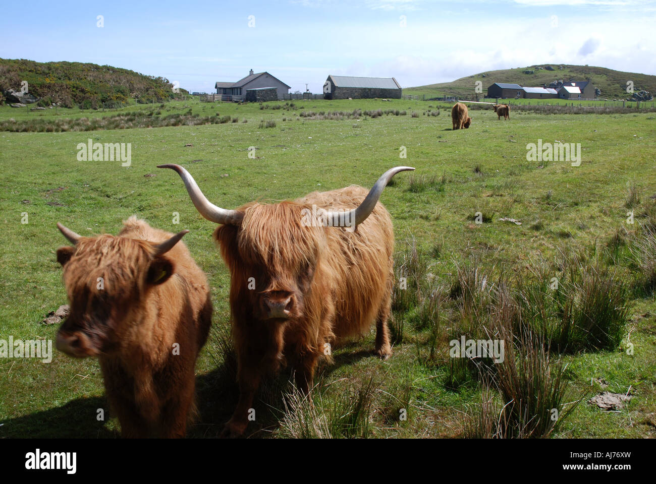 Sur Highland cattle près de la côte nord de l'Ecosse Highland Melvich Banque D'Images