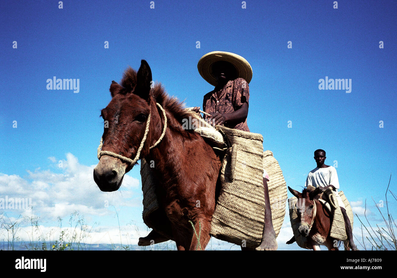 Haïti man riding horse retour de market Banque D'Images