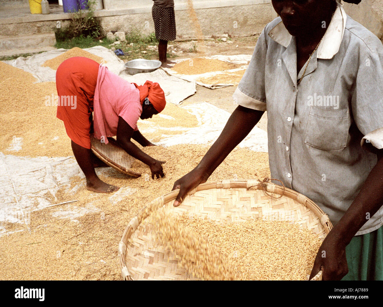 Haïti près de riz pointe vanner Banque D'Images