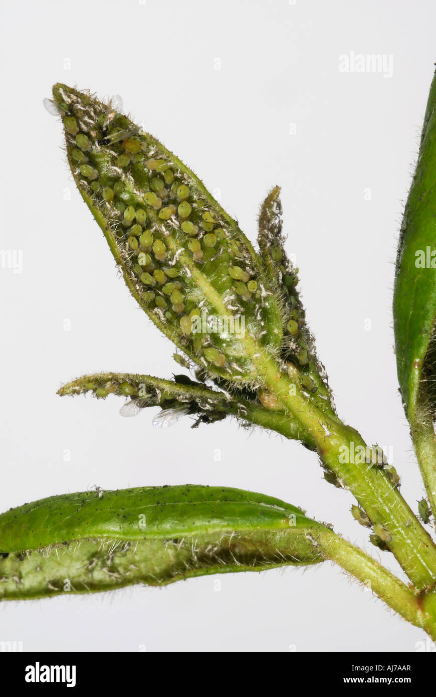Une infestation de pucerons non identifiés sur la face inférieure d'un Viburnum leaf Banque D'Images