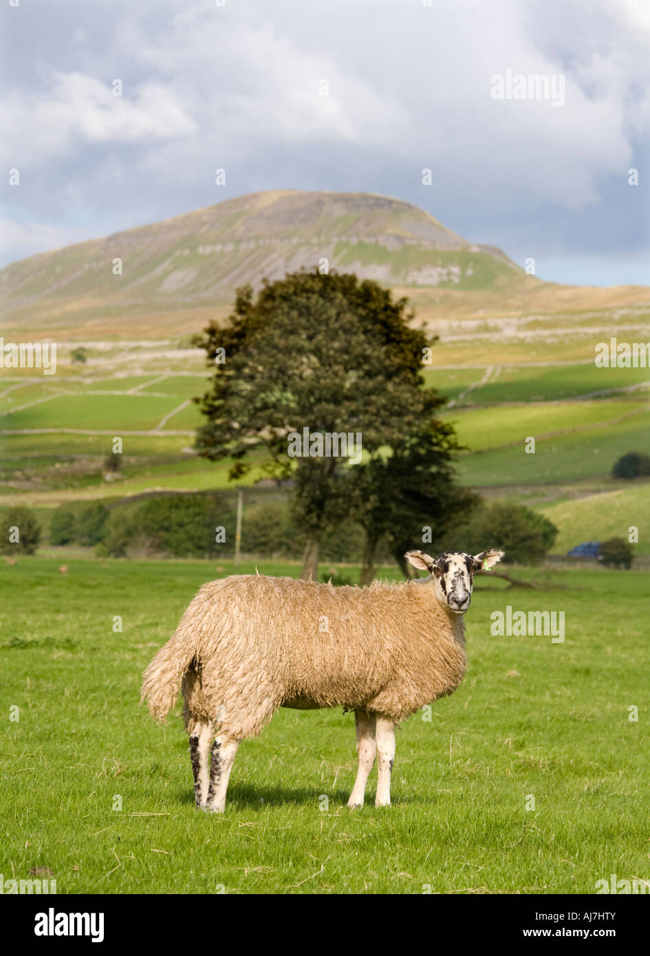 Pen-Y-gent dans le Yorkshire Dales Banque D'Images