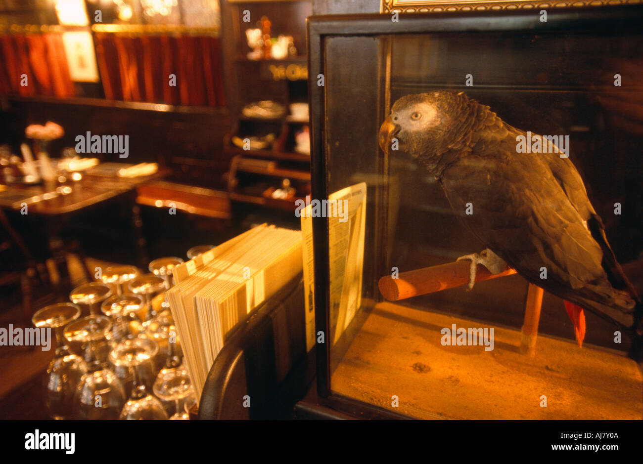 Polly le perroquet en peluche dans le Chop House de Ye Olde Cheshire Cheese pub, Fleet Street, Londres, Angleterre Banque D'Images