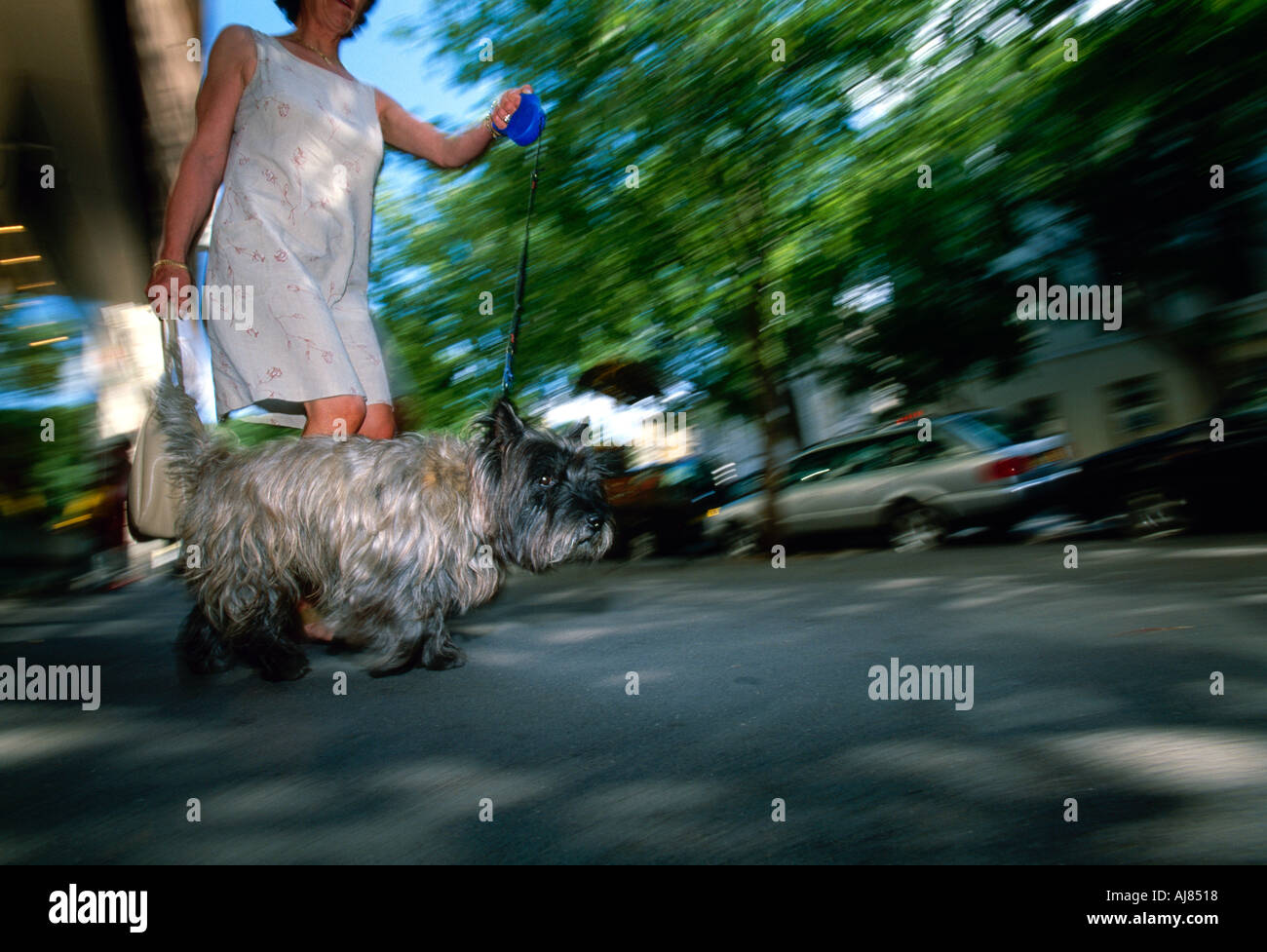 Femme marche un chien, Paris, France, low angle view Banque D'Images