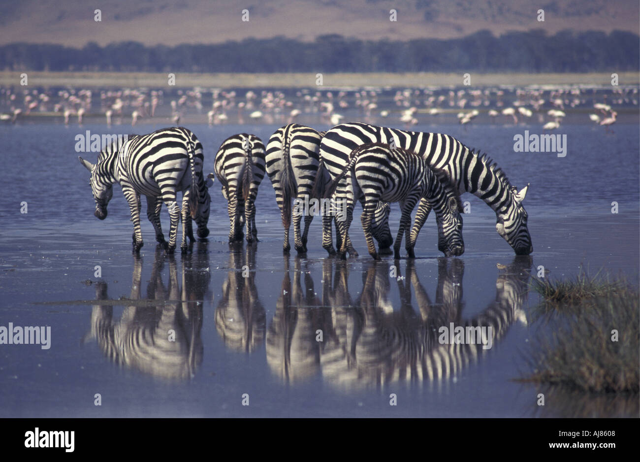 Zebra commun Nogorongoro potable Crater Tanzanie Banque D'Images