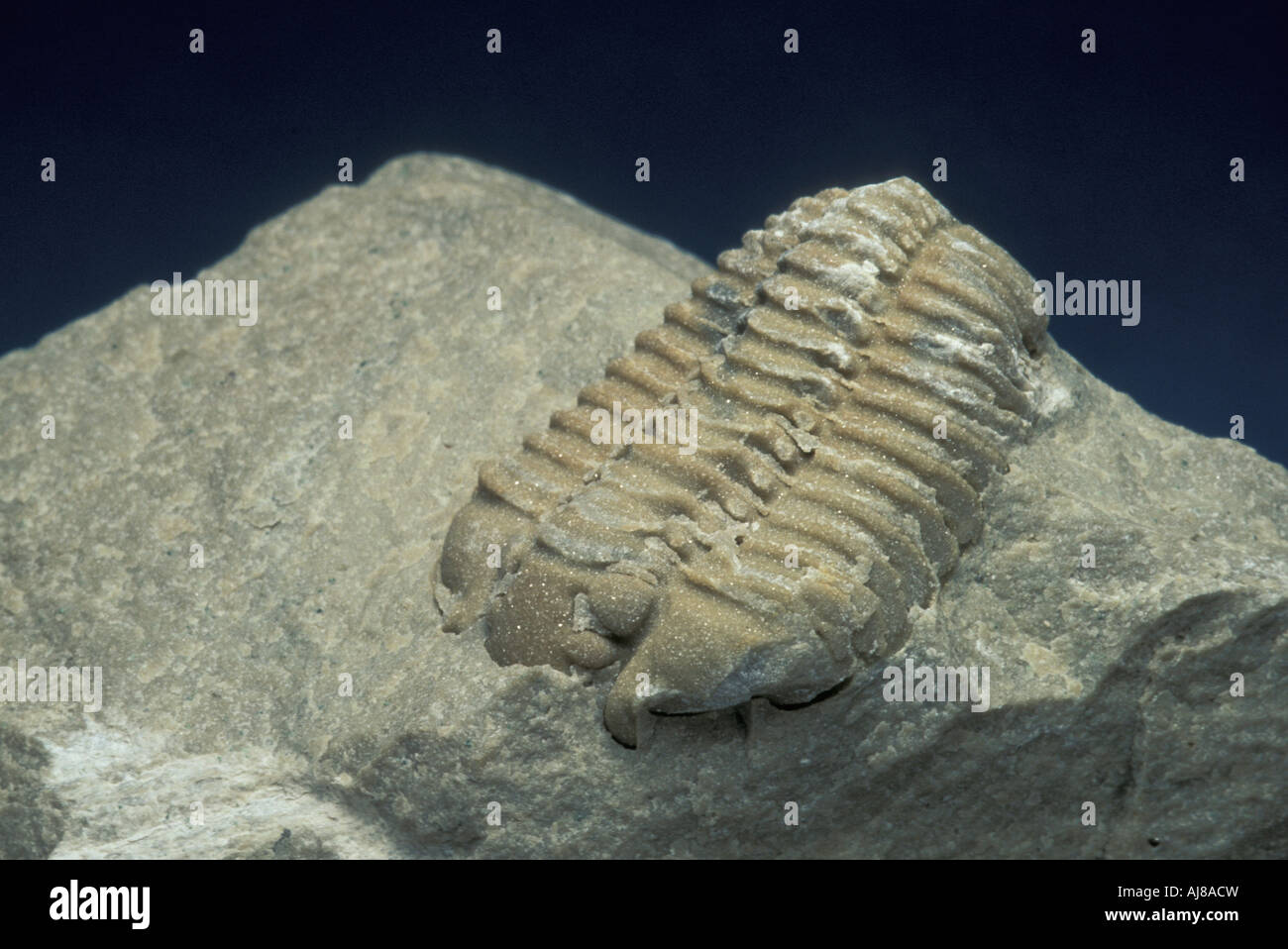 Trilobite Calymene celebra fossile Banque D'Images